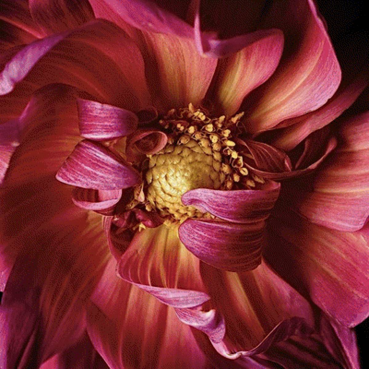 Красный цветок - цветы, растения - предпросмотр