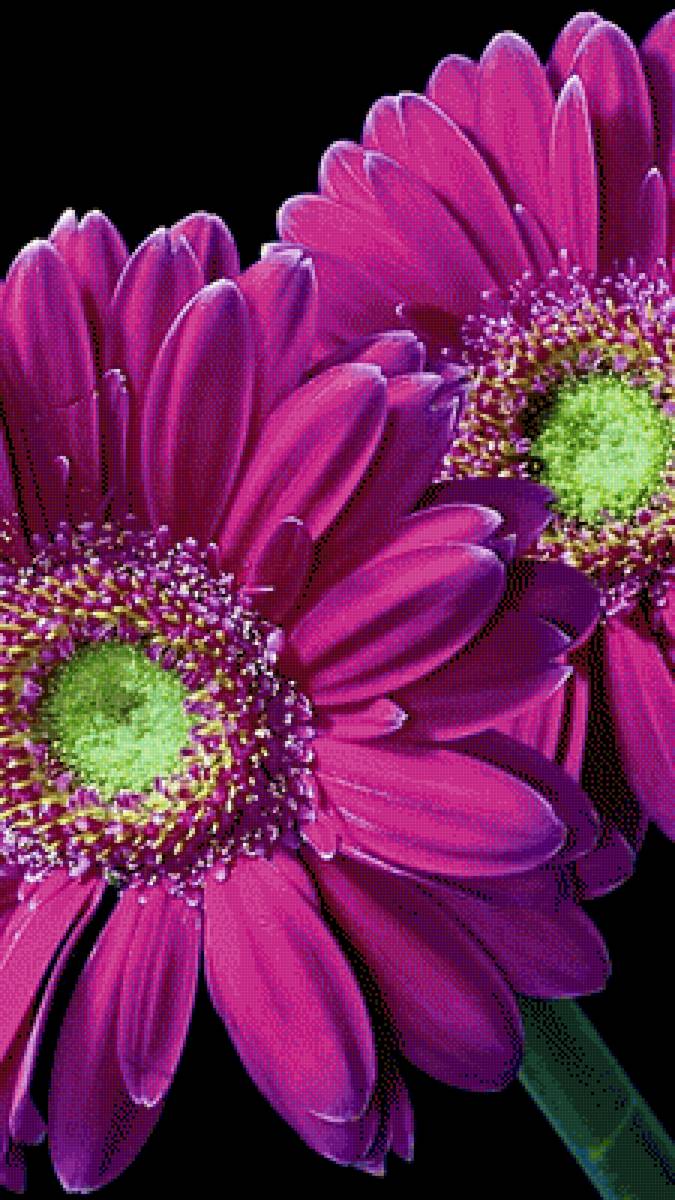 Герберы - растения, цветы - предпросмотр