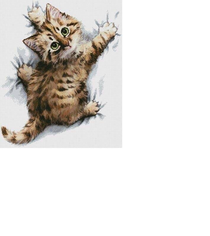 Не ожидал - котенок, кот, няша, глаза, животные, малыш, кошки - оригинал