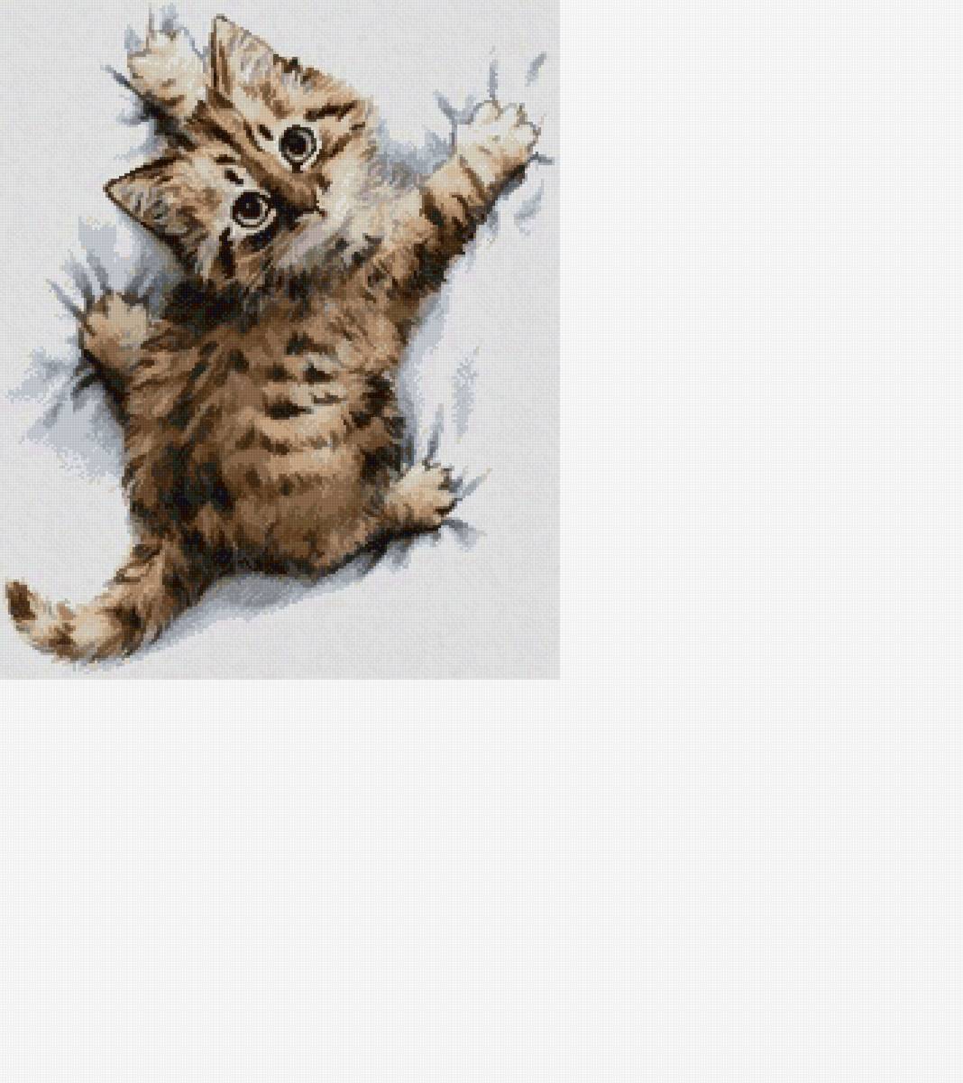 Не ожидал - малыш, котенок, глаза, кот, няша, животные, кошки - предпросмотр