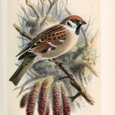 Схема вышивки «№2504413»