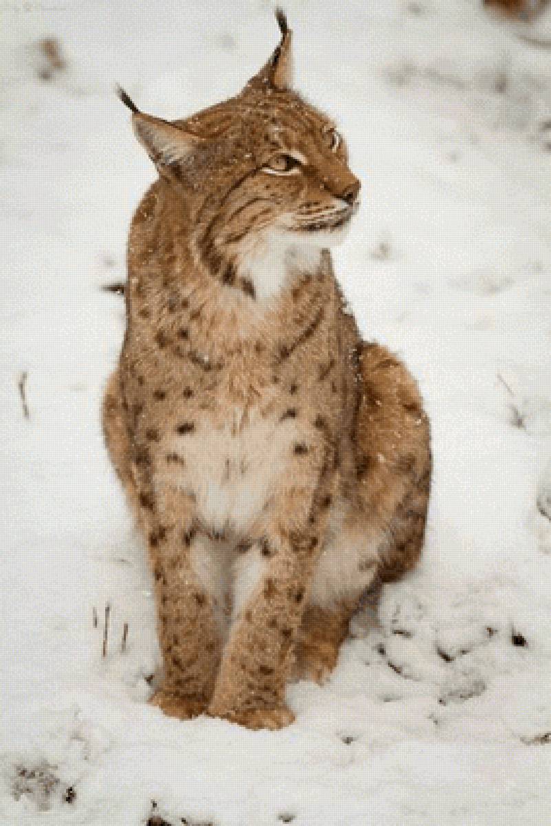 №2504831 - предпросмотр