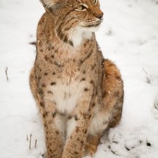 Схема вышивки «№2504831»