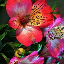 Схема вышивки «Цветы»