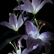 Схема вышивки «Цветы»