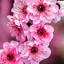 Схема вышивки «Цветы»