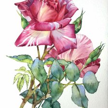 Схема вышивки «Розы»