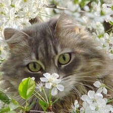 Схема вышивки «Пора цветения»