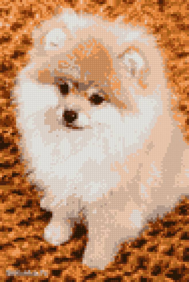 Шпиц - шпиц, щенок, собака - предпросмотр