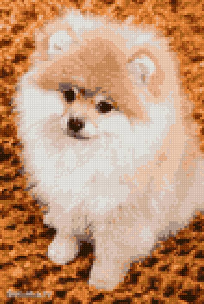 Щенок шпиц - собака порода шпиц - предпросмотр