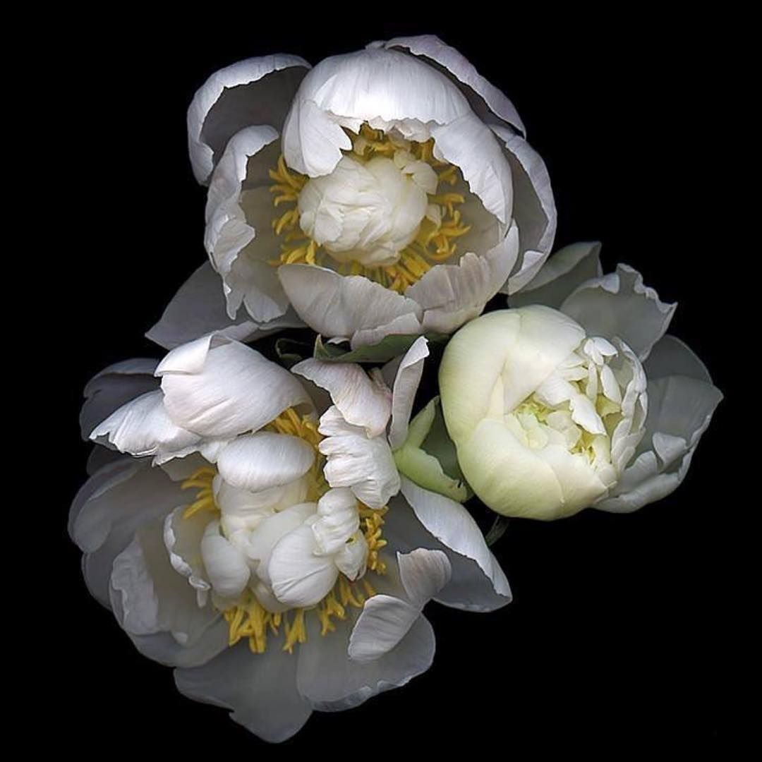 пионы - букет, цветы, пионы - оригинал