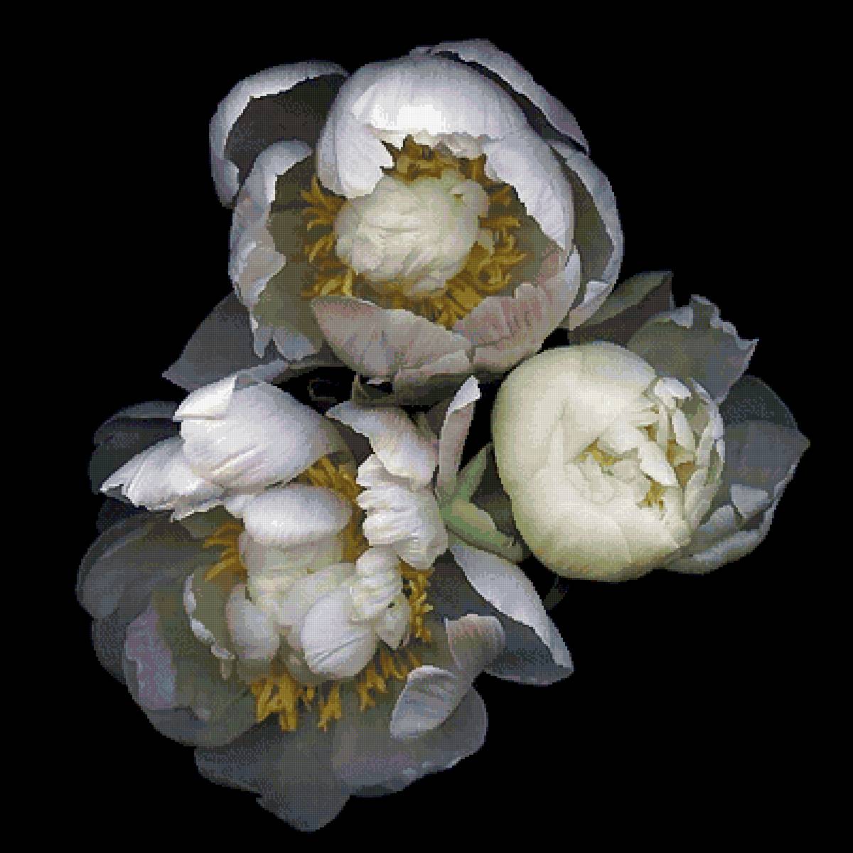 пионы - букет, пионы, цветы - предпросмотр