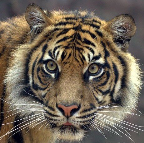 дикие - оригинал