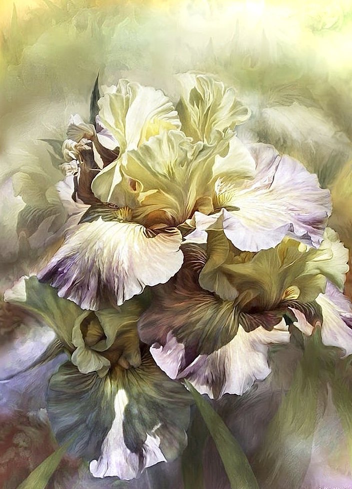 Ирисы - цветы, растения - оригинал