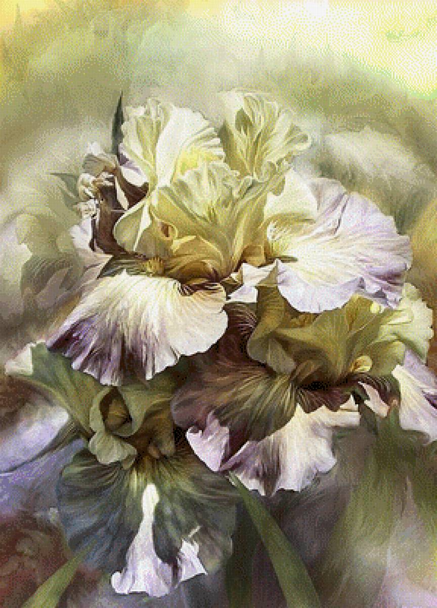 Ирисы - растения, цветы - предпросмотр