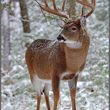 Схема вышивки «№2506456»