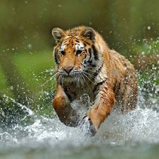 Схема вышивки «№2507149»