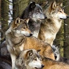 Схема вышивки «№2507157»