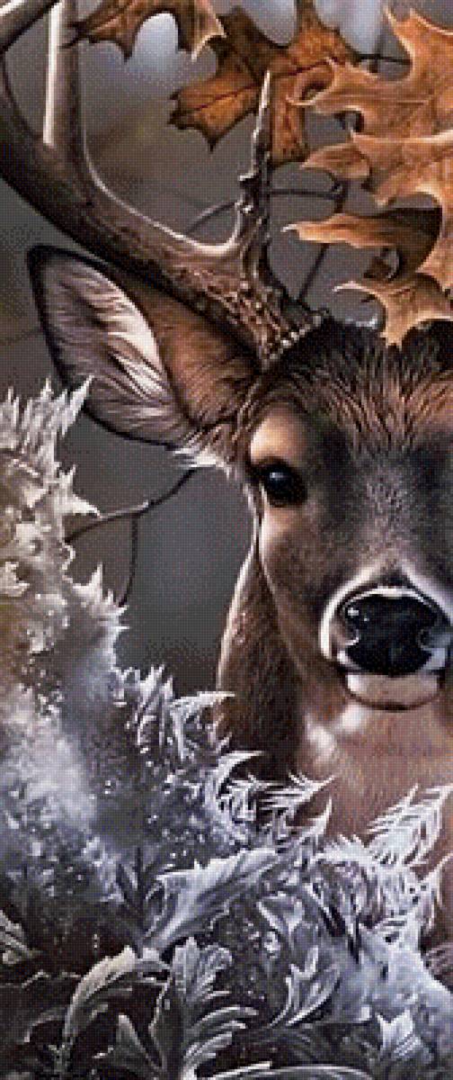 Олень - животные, олени, природа - предпросмотр