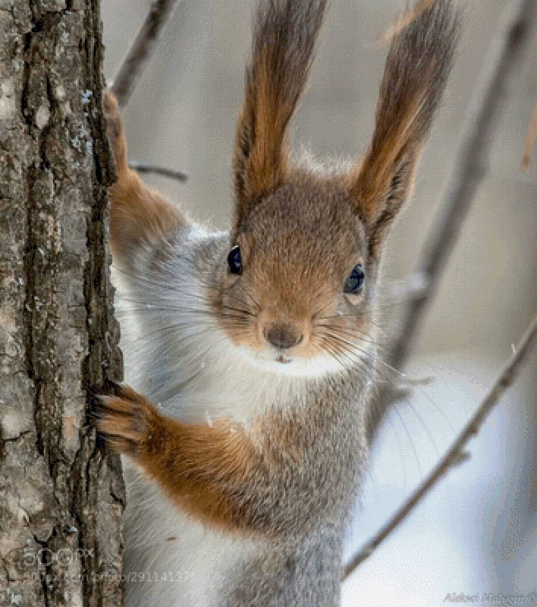 №2508244 - предпросмотр