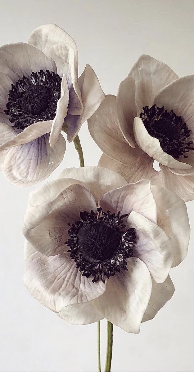 Морозник - цветы, растения - оригинал