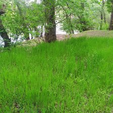 Схема вышивки «Лес»