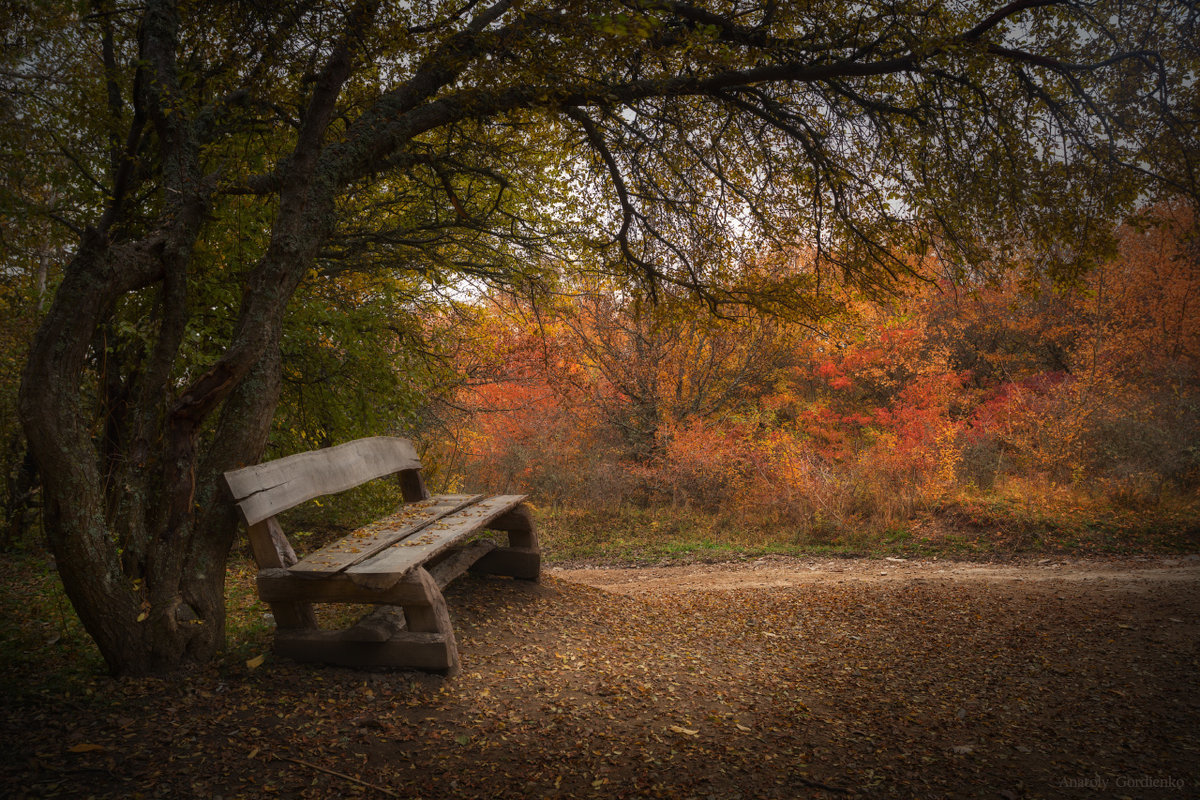 Минута тишины - скамейка, лес, осень - оригинал