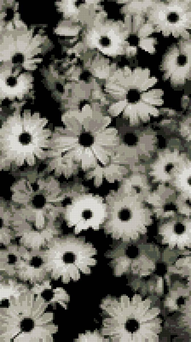 Черно белые ромашки - черно, ромашки, белые - предпросмотр