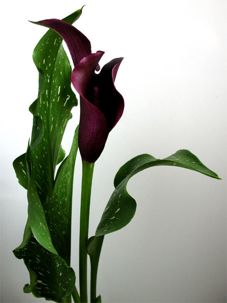 Чёрные каллы - оригинал