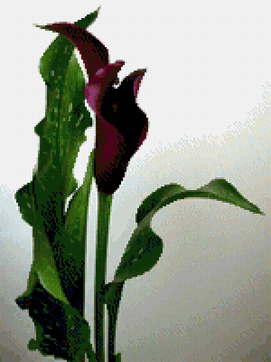 Чёрные каллы - предпросмотр