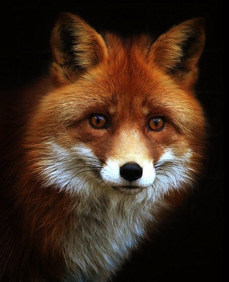 Лиса - оригинал