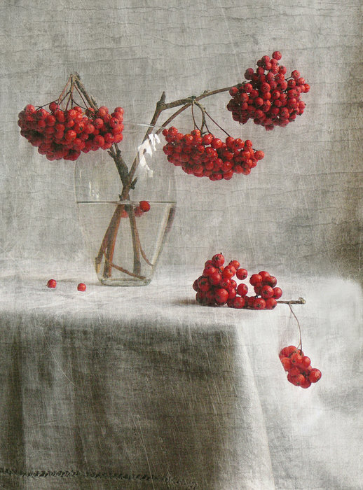Рябина - натюрморт, рябина, ягоды - оригинал