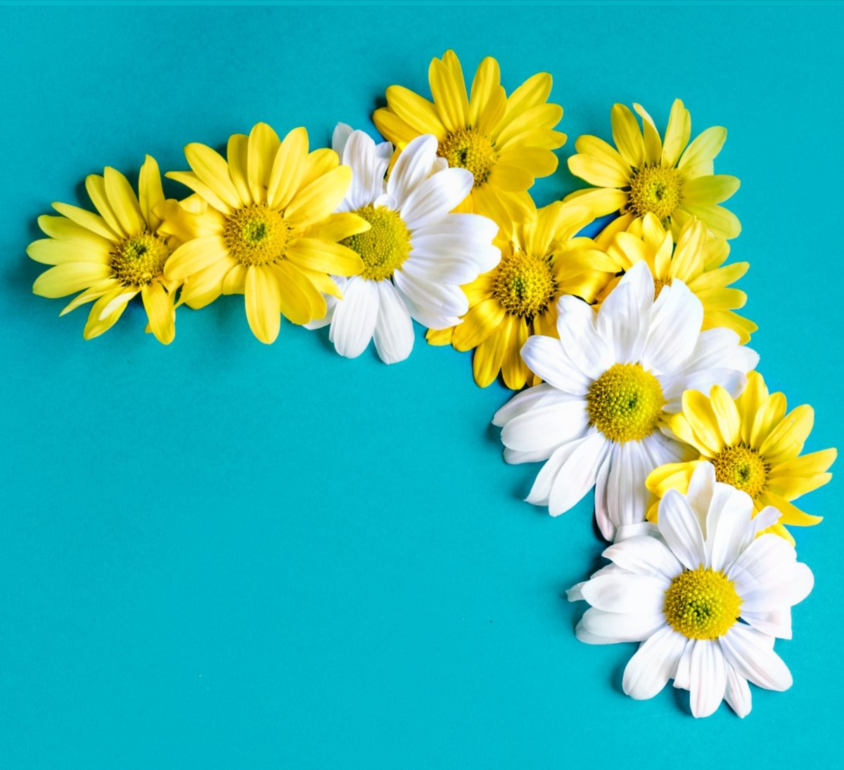 Ромашки - цветы букет ромашки желтый белый лето радость - оригинал