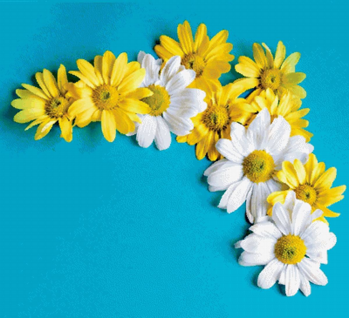 Ромашки - цветы букет ромашки желтый белый лето радость - предпросмотр