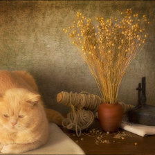 Схема вышивки «Кот»