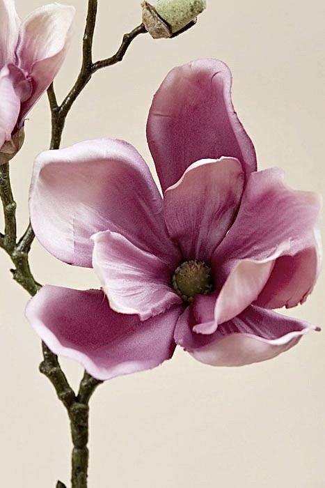 Магнолия - растения, природа, цветы - оригинал