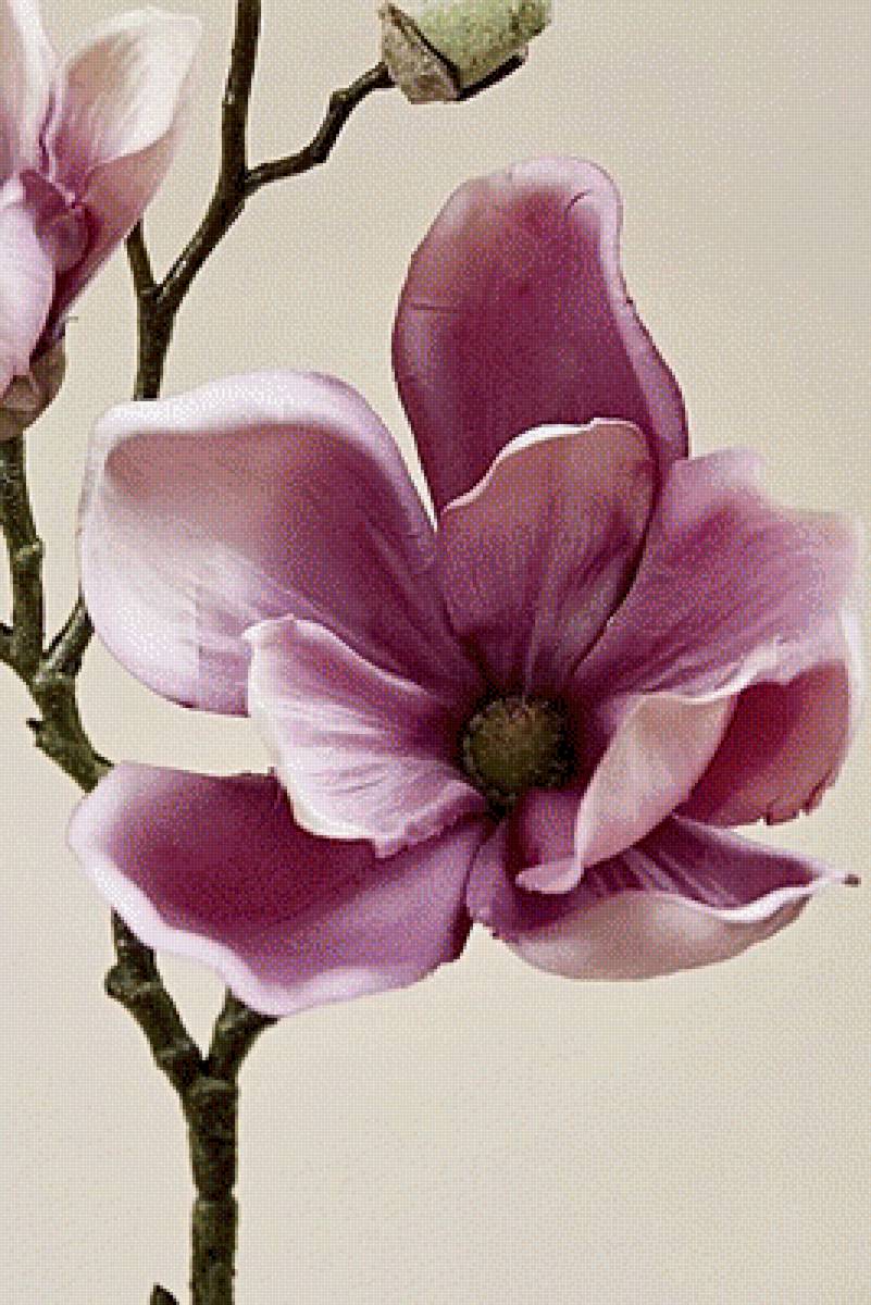 Магнолия - природа, растения, цветы - предпросмотр