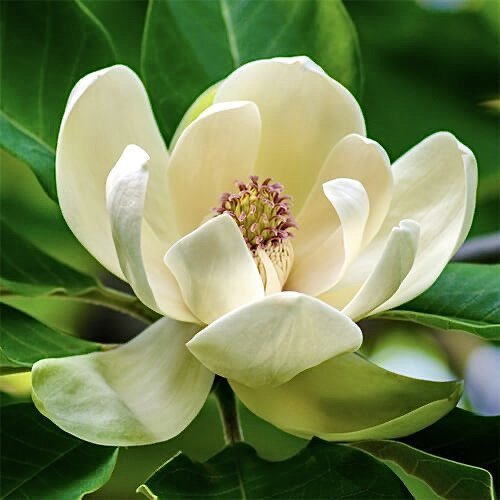 Белая красотка - природа, цветы, растения - оригинал