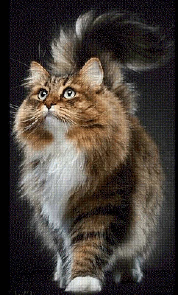 Красавчик кот - красавчик 🙀 - предпросмотр