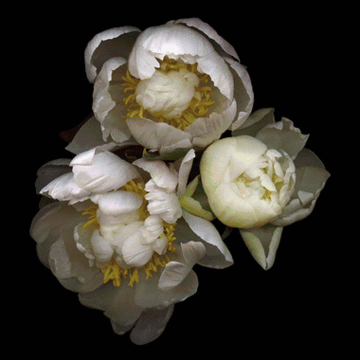 белые пионы - цветы, пионы - предпросмотр