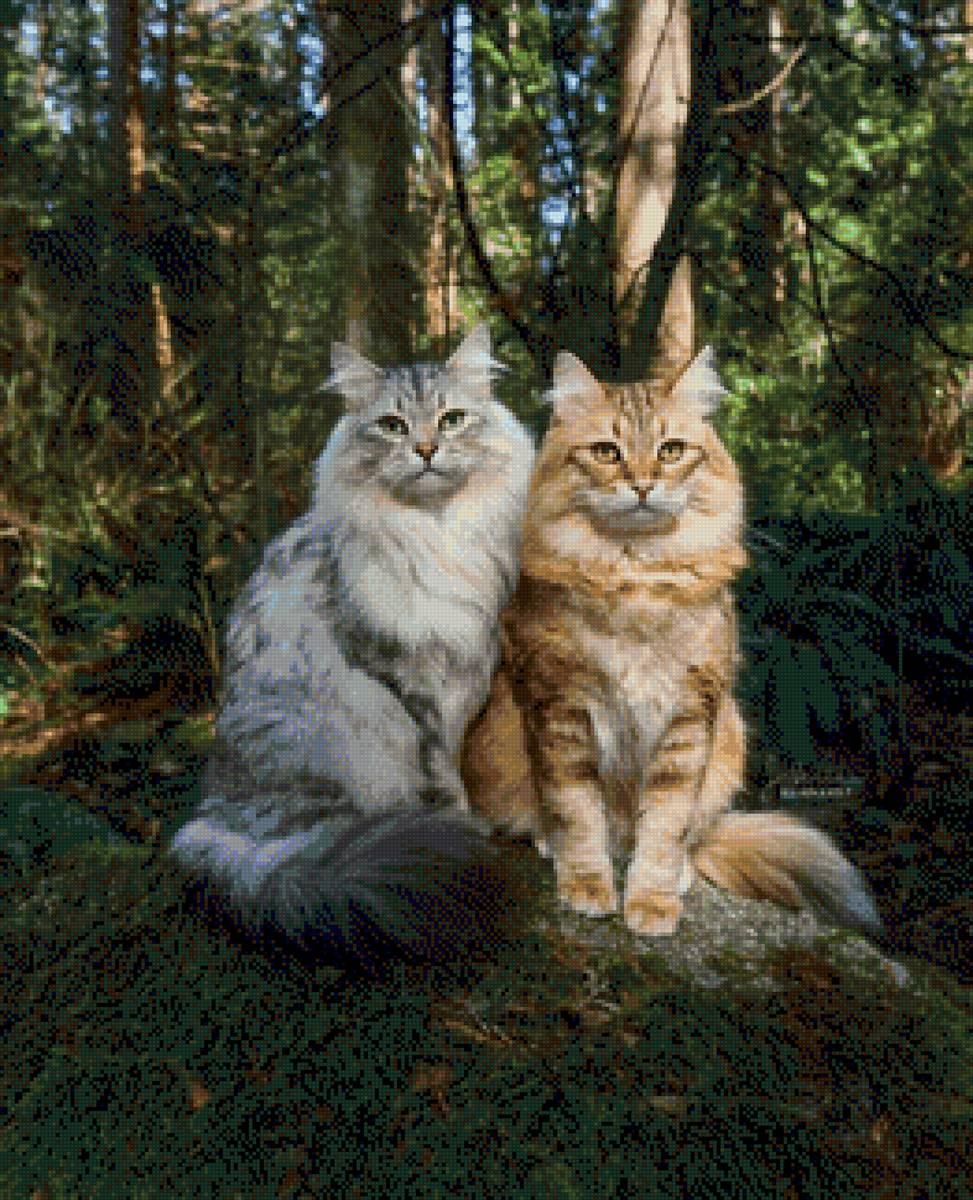 На прогулке - котики - предпросмотр