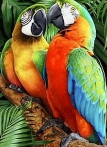 Попугаи - попугаи - оригинал