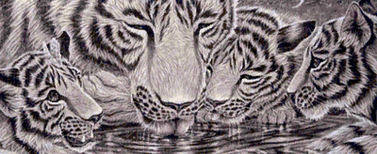 Тигры - тигры - предпросмотр