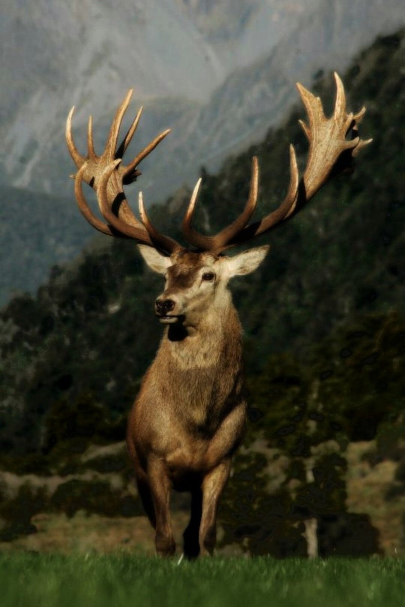 Олень - оригинал