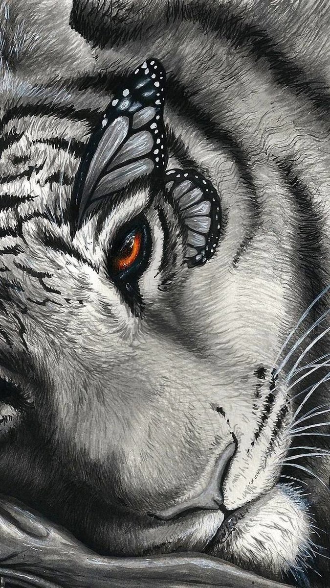 Тигруня - тигр, животное - оригинал