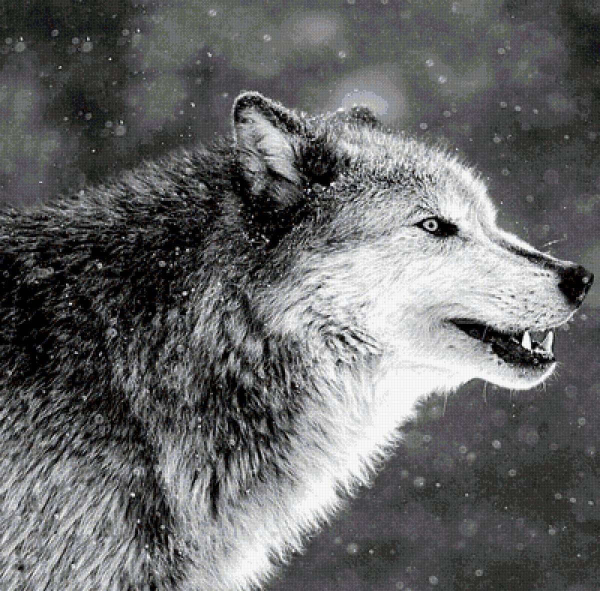 Волк - фотографии - предпросмотр