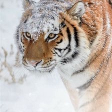 Схема вышивки «№2514428»