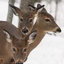 Схема вышивки «№2514468»