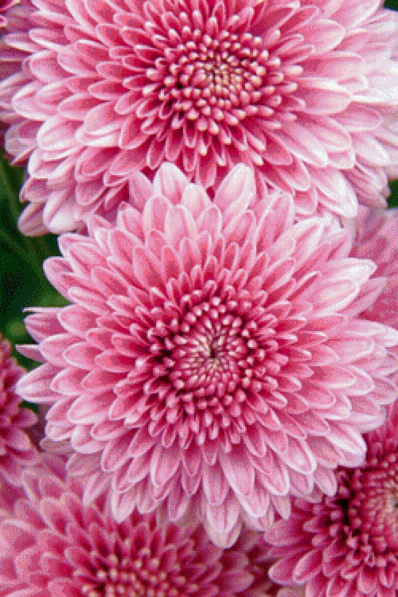 Хризантемы. - цветы. - предпросмотр