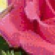 Предпросмотр схемы вышивки «Розы.» (№2514601)